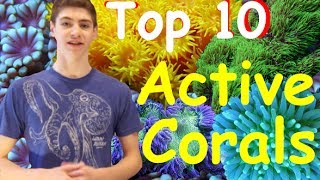 Top 10 Most Active Corals for Reef Tanks [2021]!