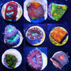 10 Piece Coral Frag Pack (Beginner)