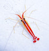 Cleaner Shrimp