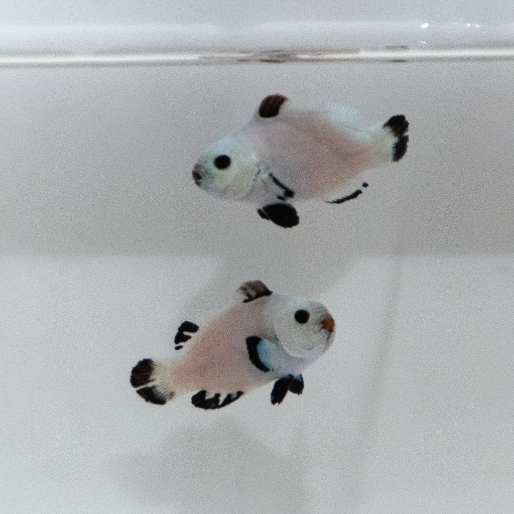 WYSIWYG Snow Storm Clownfish Pair