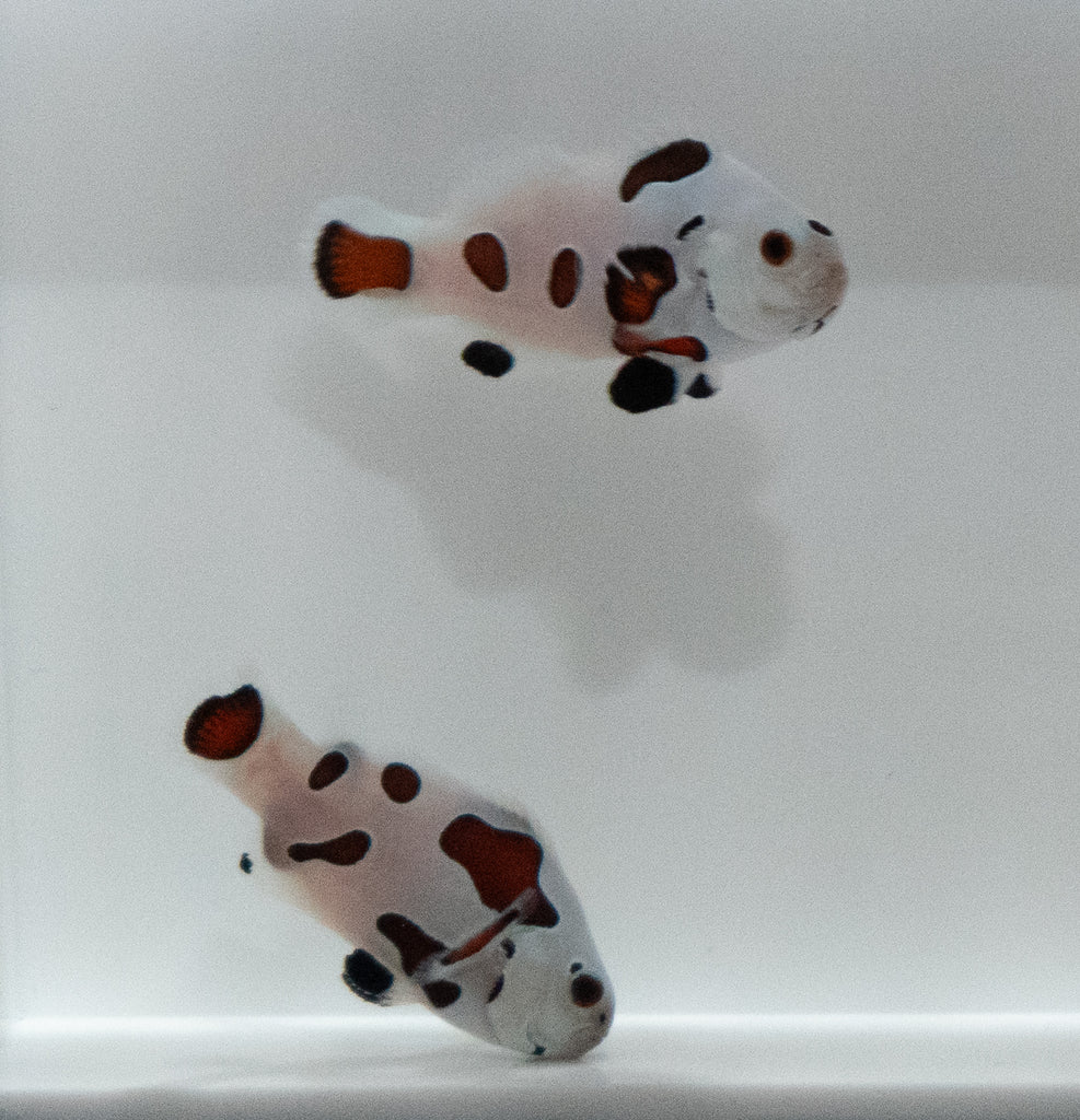 WYSIWYG Mocha Storm GRADE A Clownfish Pair