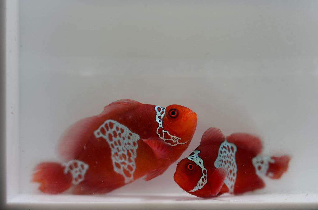 WYSIWYG Lightning Maroon Clownfish Pair