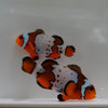 WYSIWYG Snowflake Frostbite Clownfish Pair