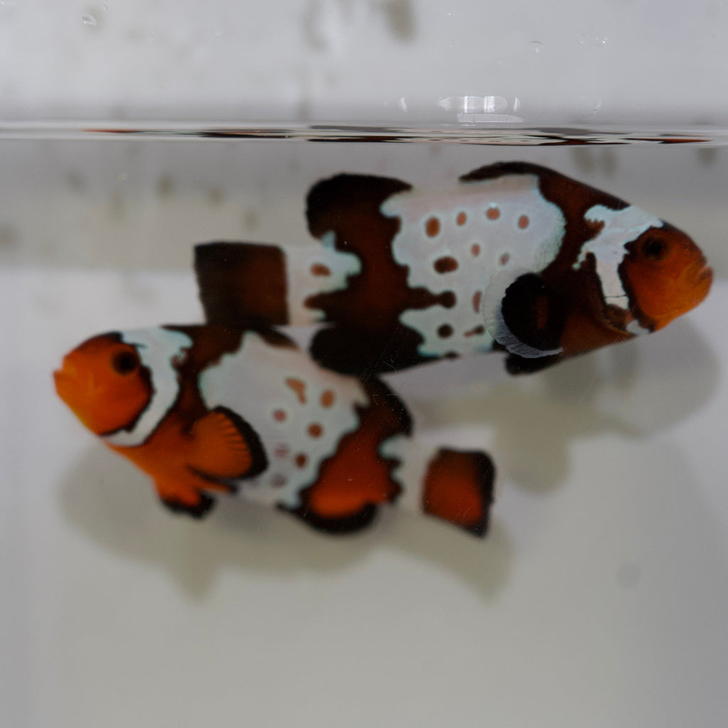 WYSIWYG Bullet Hole Clownfish Pair