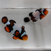 WYSIWYG Black Ice Clownfish Pair