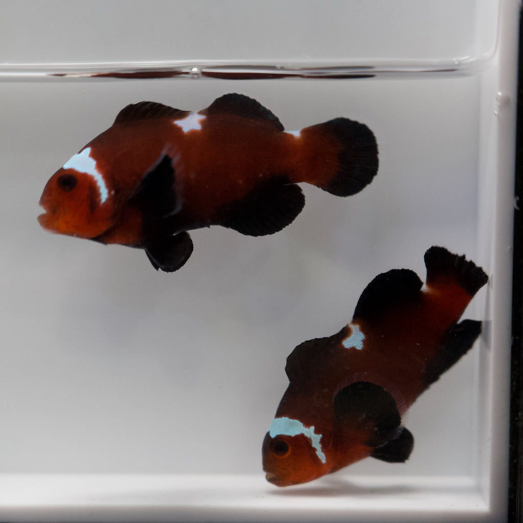 WYSIWYG Puzzle Piece "Star" Clownfish Pair