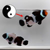 WYSIWYG Ying Yang Clownfish Pair