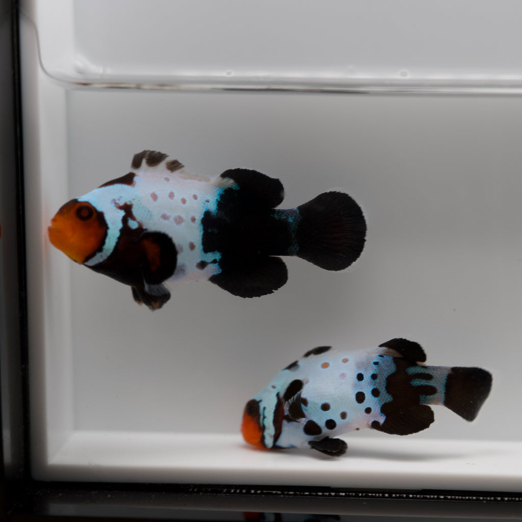 WYSIWYG Frostbite Black/Blue Tail Clownfish Pair