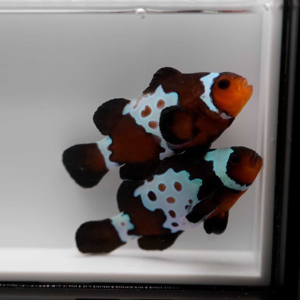 WYSIWYG Leopard Clownfish Pair