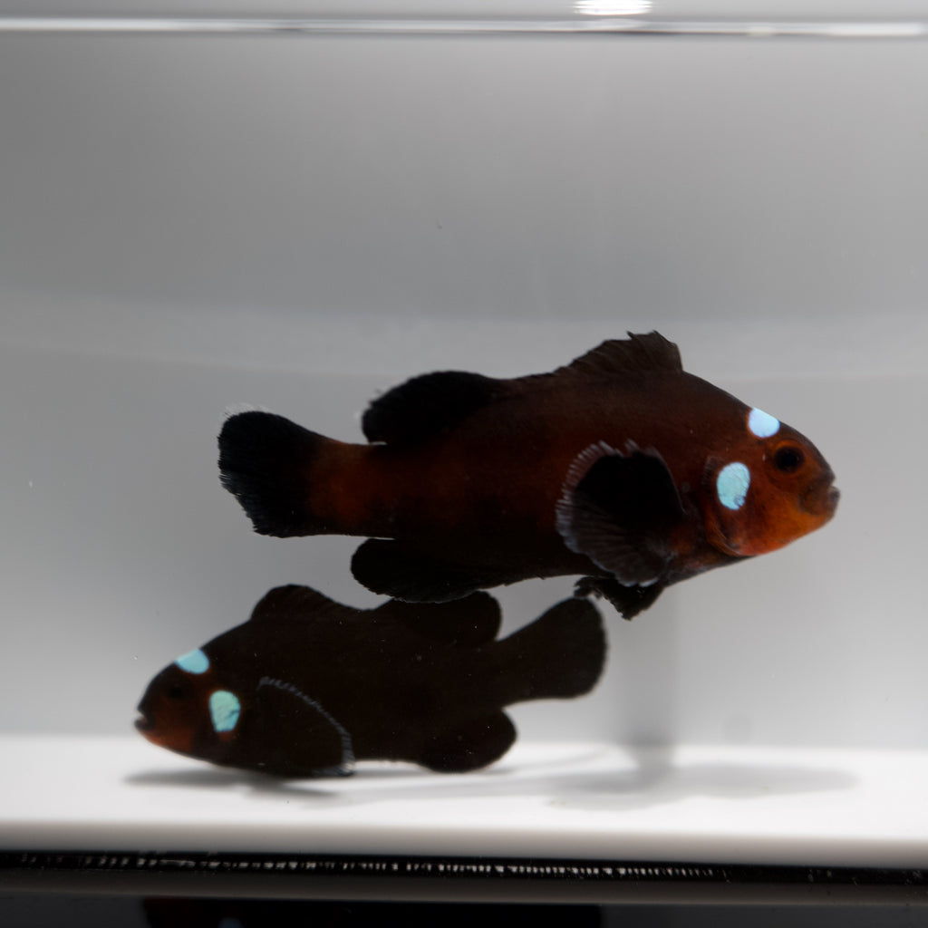 WYSIWYG Domino Head Clownfish Pair - PERFECT Symmetry!