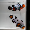 WYSIWYG 101 Dalmatian Clownfish Pair