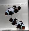 WYSIWYG Black Frostbite Clownfish Pair