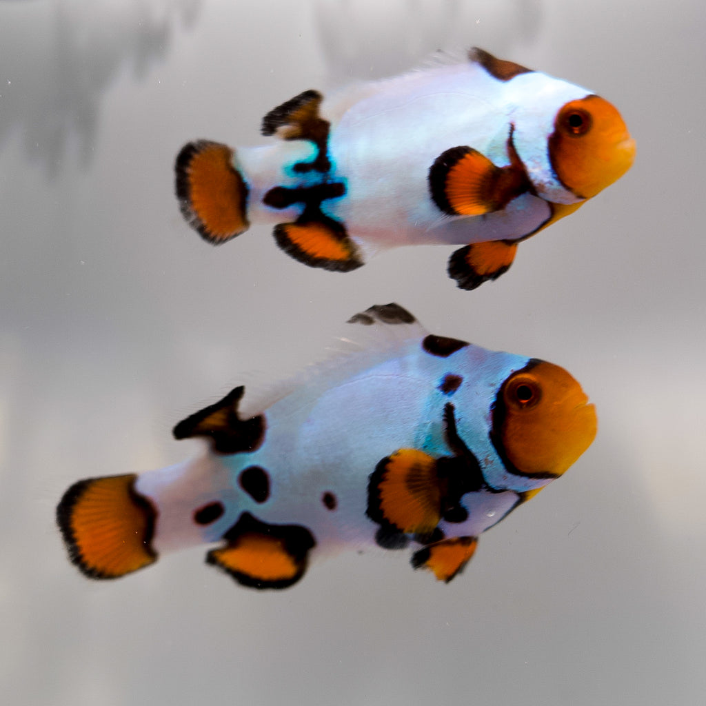 WYSIWYG Thunder/Lightning Clownfish Pair