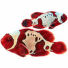 WYSIWYG Lightning Maroon Clownfish Pair