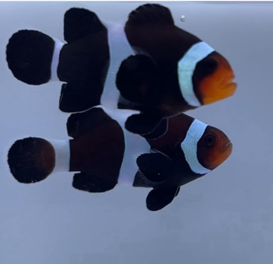 WYSIWYG Black White Clownfish Pair