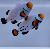 WYSIWYG Frostbite Clownfish Pair