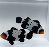 WYSIWYG Black Snowflake Clownfish Pair