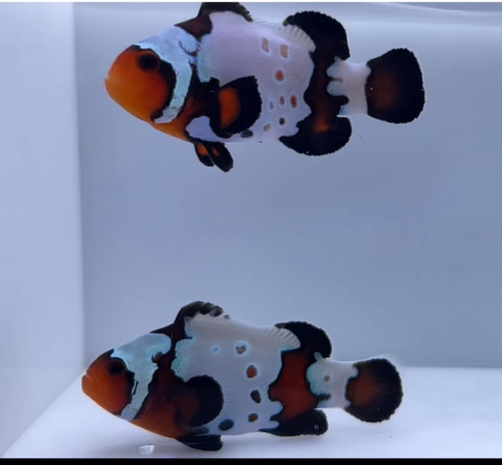 WYSIWYG Black Ice Clownfish Pair