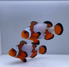 WYSIWYG Snowflake Clownfish Pair