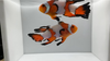 WYSIWYG Longfin Snowflake Clownfish Pair