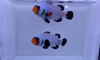 WYSIWYG Black Frostbite Clownfish Pair