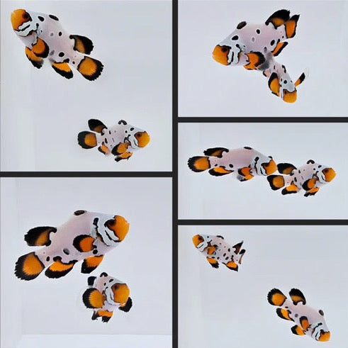 Frostbite Longfin Clownfish Pair WYSIWYG