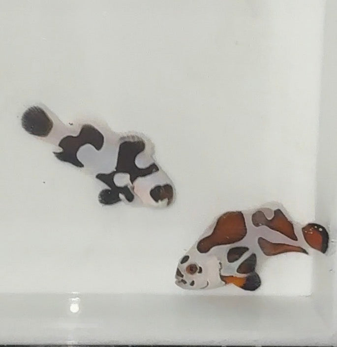 Super Storm Clownfish Pair WYSIWYG