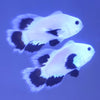 Snow Storm Longfin Clownfish Adult Pair WYSIWYG