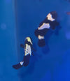 WYSIWYG Black Snowflake Clownfish Pair