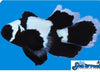 Longfin Phantom Clownfish