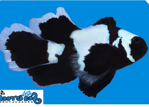 Longfin Phantom Clownfish