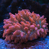 Rainbow Bubble Tip Anemone