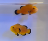WYSIWYG Naked Clownfish Pair