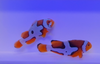 WYSIWYG Helmet Percula Clownfish