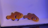 WYSIWYG Near Naked Clownfish Pair