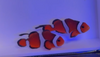 WYSIWYG Ninja Longfin Clownfish