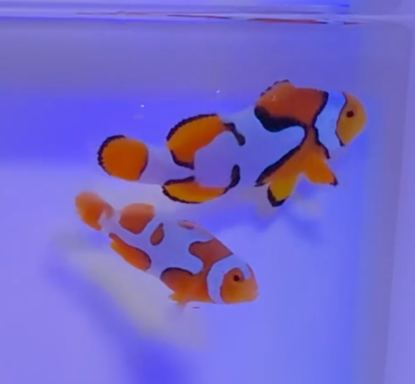 WYSIWYG Nebula Percula Clownfish