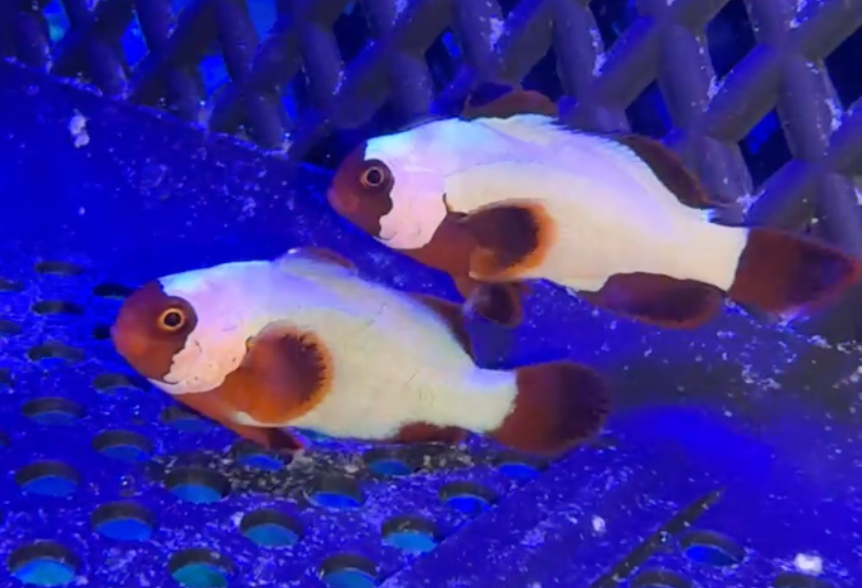 WYSIWYG Platinum Maroon Clownfish Pair