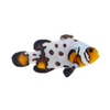 Bullet Hole Ocellaris Clownfish