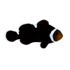 Misbar Ocellaris Clownfish