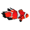 Longfin Ocellaris Clownfish