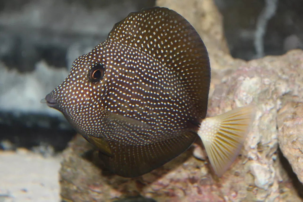 3-4” Gem Tang Live Saltwater Fish