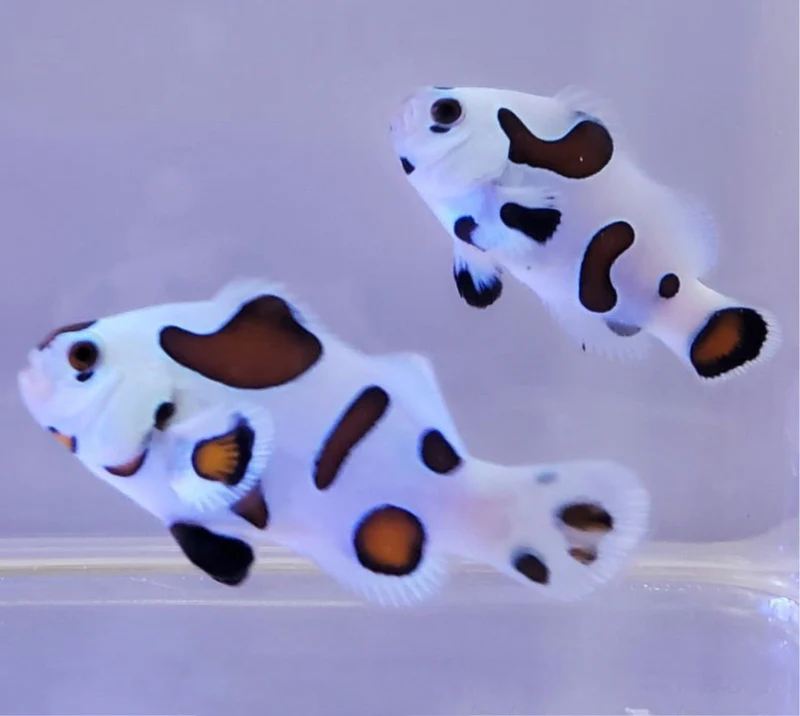 WYSIWYG Super Storm Clownfish