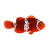 Lightning Maroon Clownfish