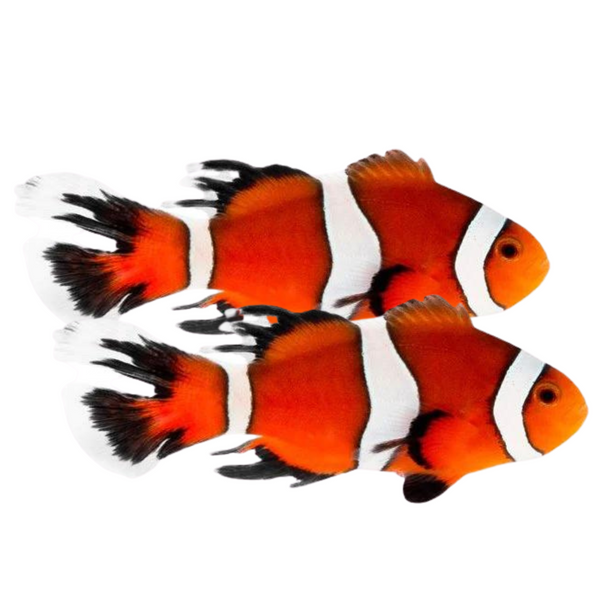 Longfin Ocellaris Clownfish