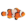 Snowflake Ocellaris Clownfish