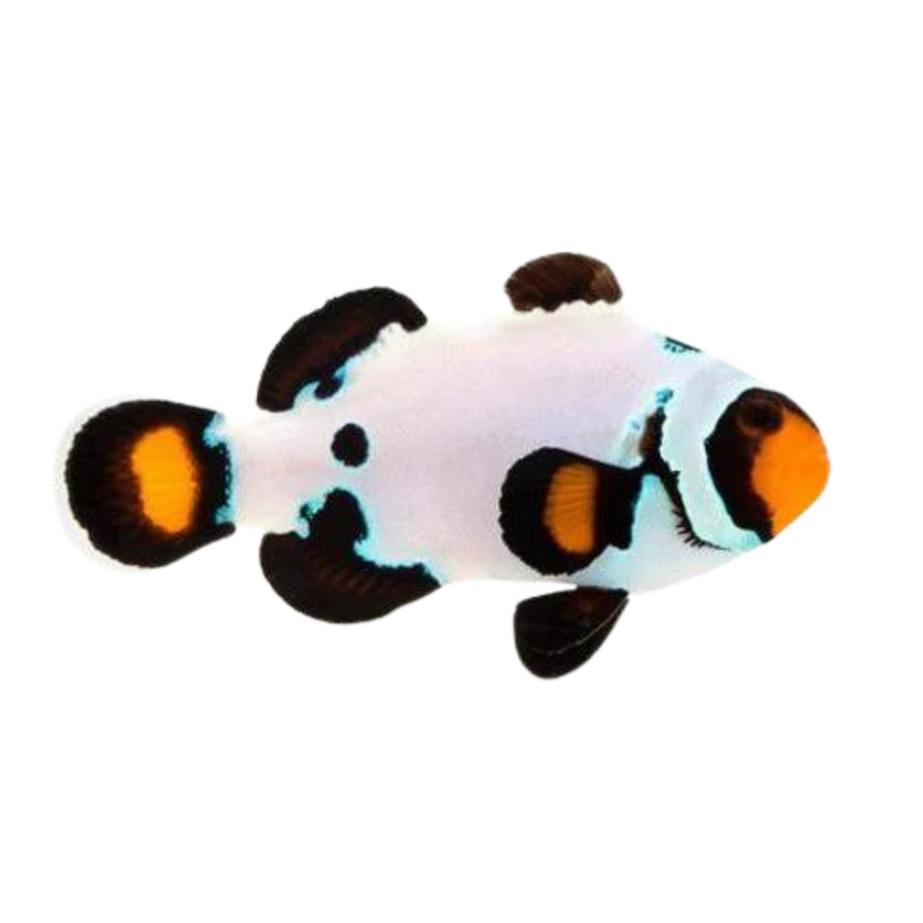Frostbite Ocellaris Clownfish