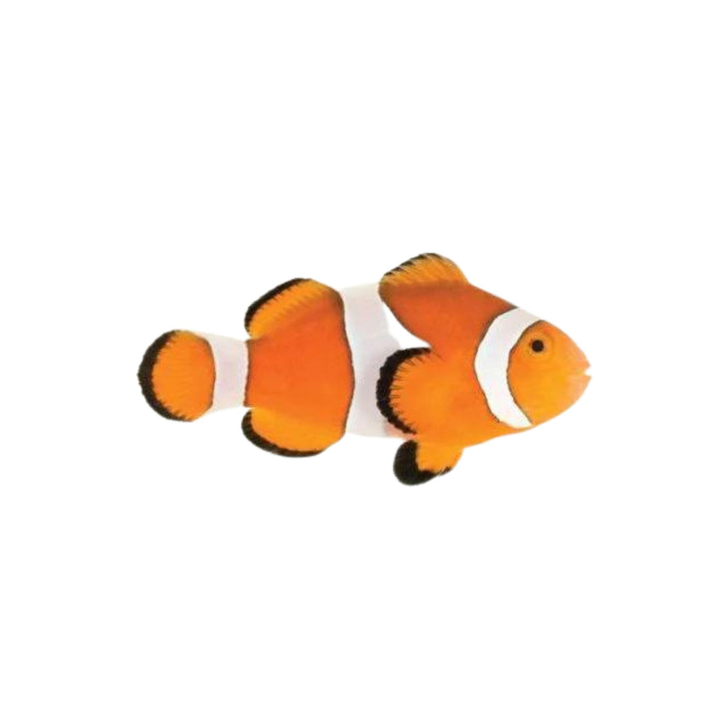 Ocellaris Clownfish