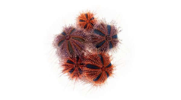 Tuxedo Urchins