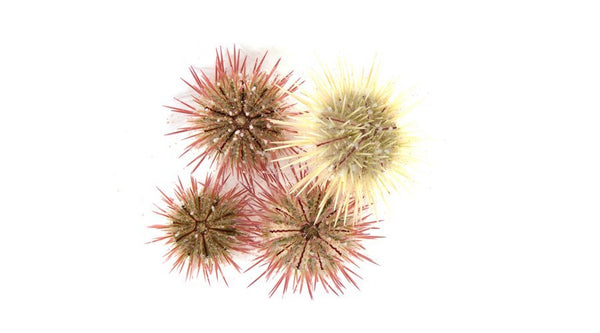 Variegated Urchin